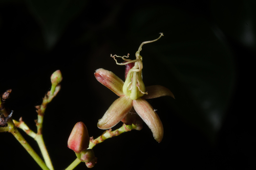 Crawcraw Vine