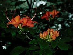 Rhododendron cumberlandense