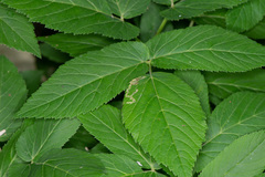 Phytomyza pubicornis