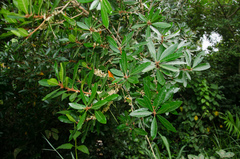 Synsepalum