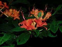 Rhododendron cumberlandense