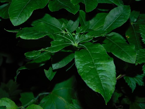 Image of Rhododendron cumberlandense by (c) Michael J. Papay, some rights reserved (CC BY)