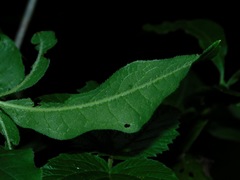Rhododendron cumberlandense