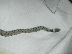 Natrix helvetica sicula