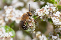 Colletes dimidiatus