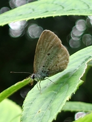 Celastrina lavendularis