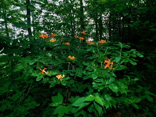 Image of Rhododendron cumberlandense by (c) Michael J. Papay, some rights reserved (CC BY)