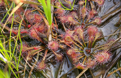 Drosera tokaiensis