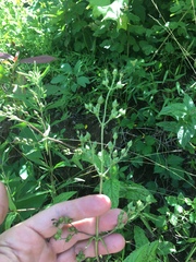 Penstemon brevisepalus