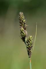Carex hartmanii