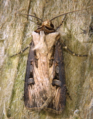 Agrotis obliqua