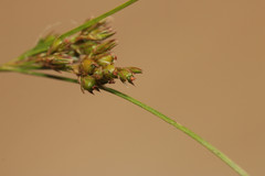 Juncus tenuis tenuis