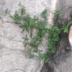 Oldenlandia corymbosa