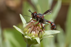 Physocephala biguttata
