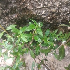 Oldenlandia corymbosa