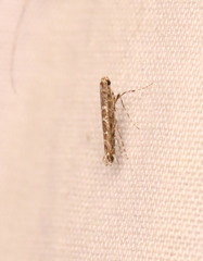 Neurobathra strigifinitella