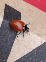 Hippodamia quinquesignata