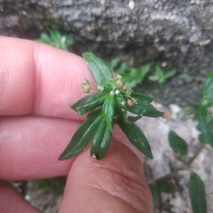 Oldenlandia corymbosa