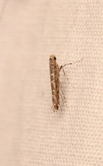 Neurobathra strigifinitella