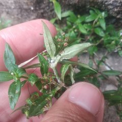 Oldenlandia corymbosa