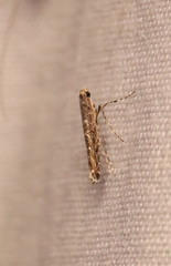Neurobathra strigifinitella