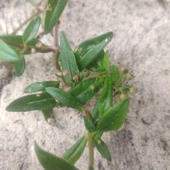 Oldenlandia corymbosa