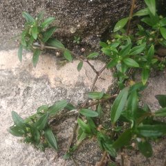 Oldenlandia corymbosa
