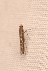 Neurobathra strigifinitella