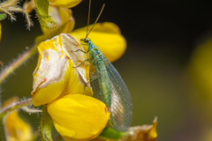 Chrysopa flaviceps