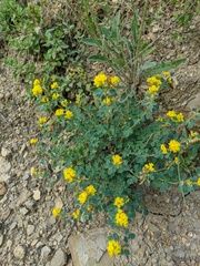 Medicago cretacea