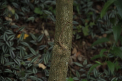 Takydromus kuehnei