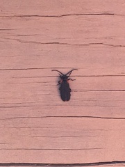 Greenarus thoracicus