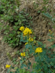 Medicago cretacea