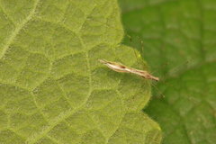 Yemma gracilis