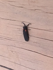 Greenarus thoracicus