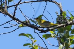 Hemithraupis ruficapilla