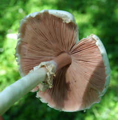 Agaricus sylvicola