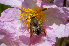 Eucera gracilipes