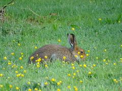 Lepus timidus hibernicus