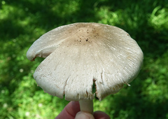 Agaricus sylvicola