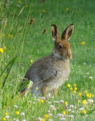 Lepus timidus hibernicus