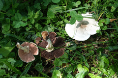 Agaricus sylvicola