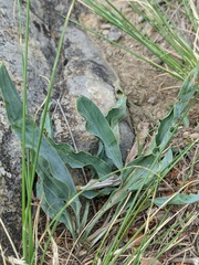 Takhtajaniantha crispa