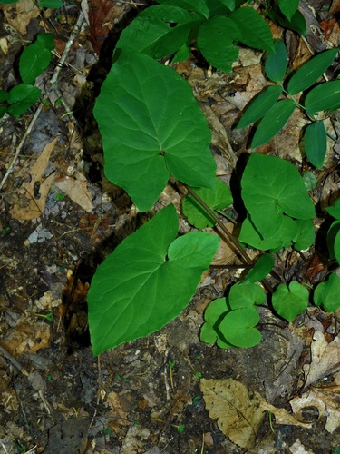 Image of Nabalus roanensis by (c) Michael J. Papay, some rights reserved (CC BY)