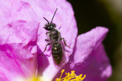 Andrena chalcogastra