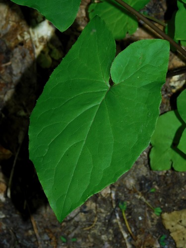 Image of Nabalus roanensis by (c) Michael J. Papay, some rights reserved (CC BY)