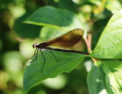 Calopteryx splendens