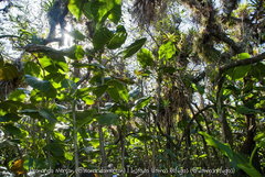 Montrichardia linifera