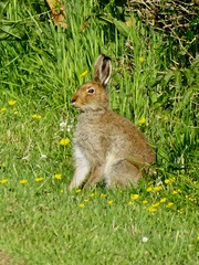 Lepus timidus hibernicus