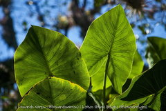 Montrichardia linifera